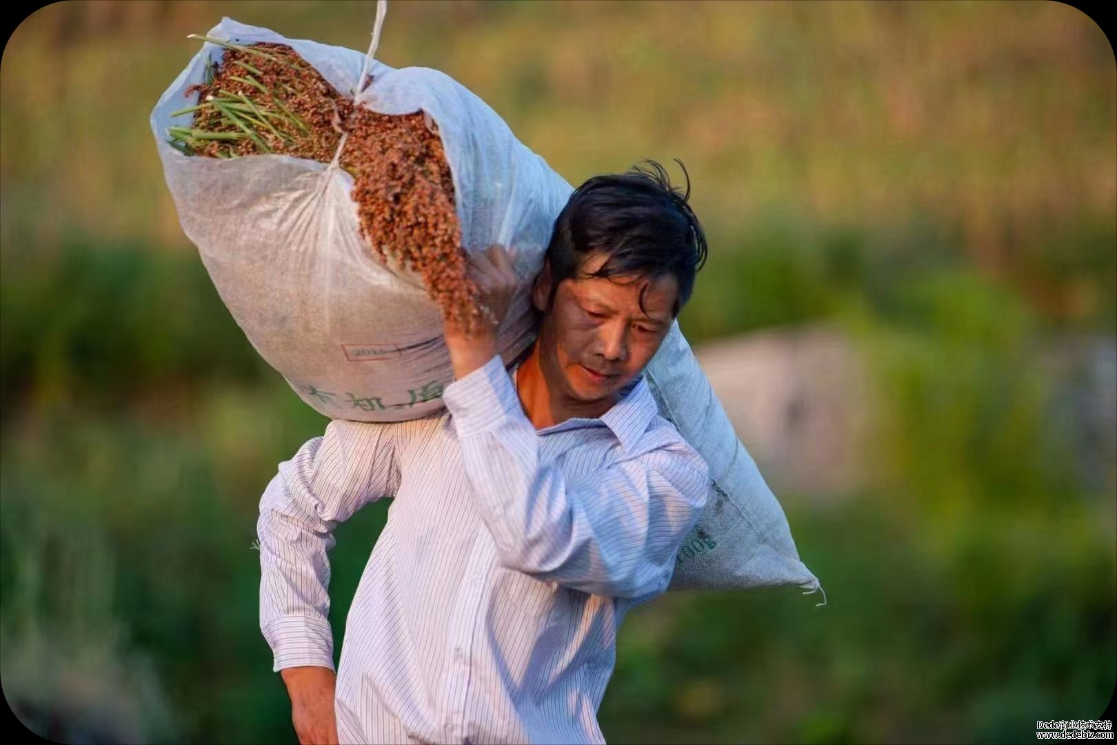 仁怀高粱 梯次成熟 契合酱酒独特工艺